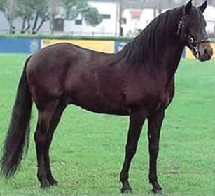 Alter-Real stallion