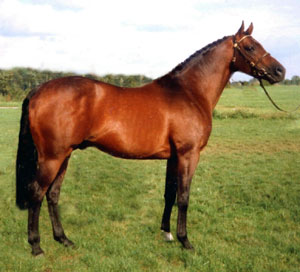 Anglo Arab stallion