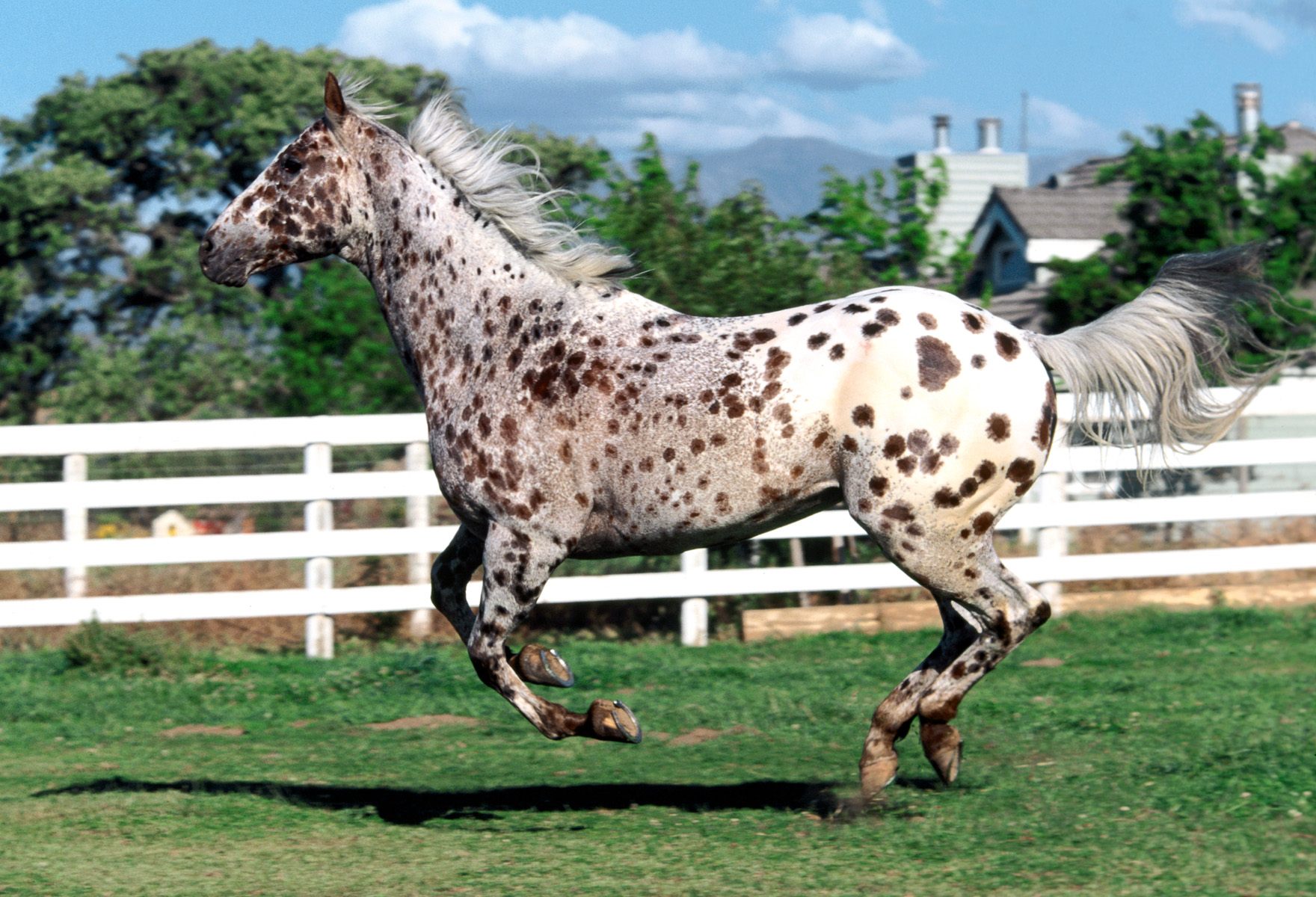 Appaloosa - Most Expensive Horse Breed