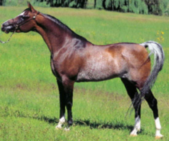 Arabian foal