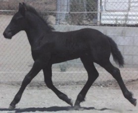 Ariegeois foal