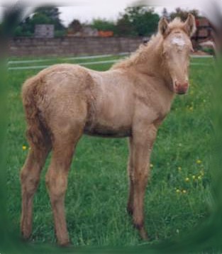 Connemara foal
