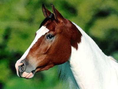 brown_and_white_horse.jpg