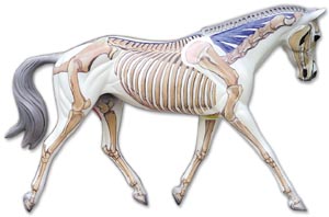 Basic Horse Anatomy