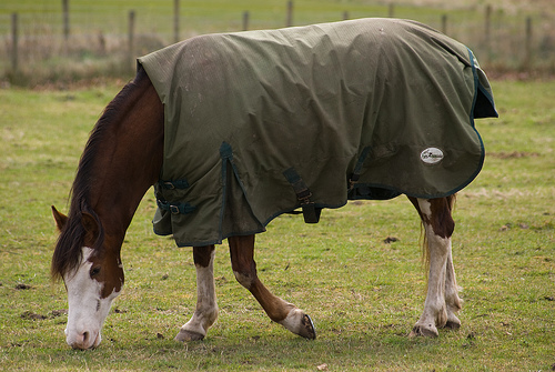 Blanket For Horses