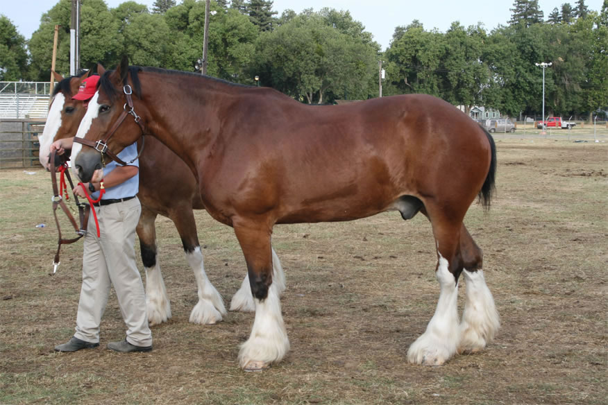 Clydesdale1
