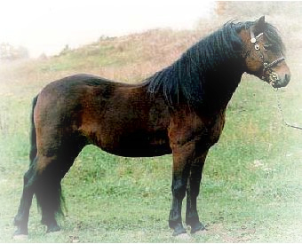 dartmoor pony header