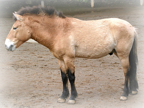 przewalski's horse header