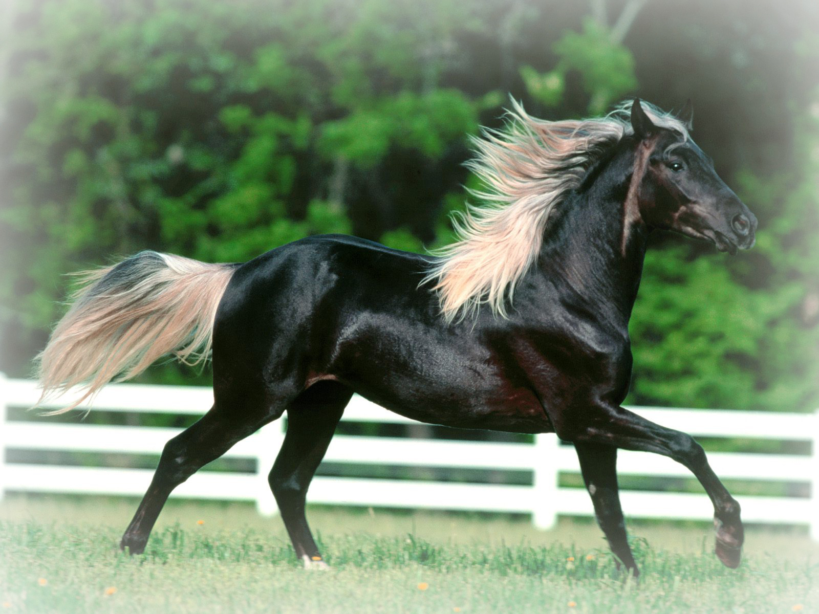 prettiest horse breed in the world