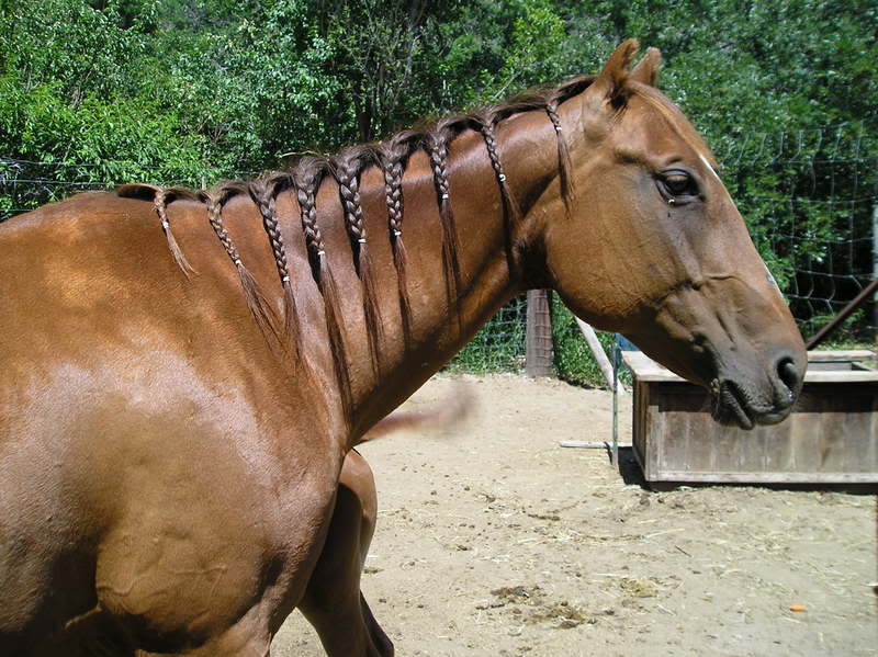 braided horse hair