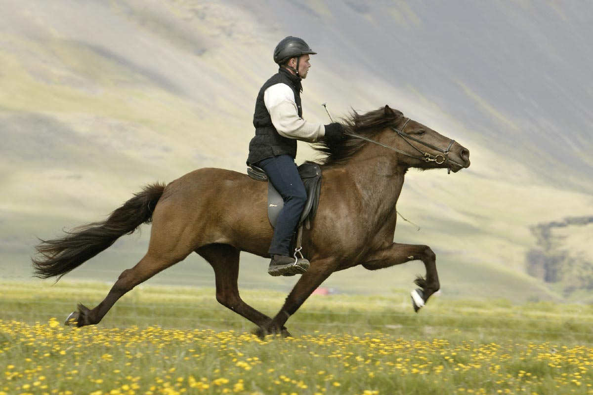 fast horse riding