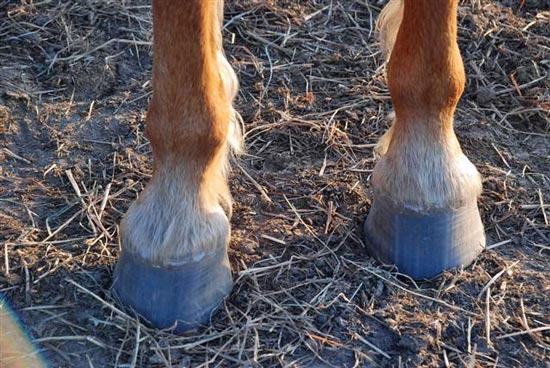 horse feet