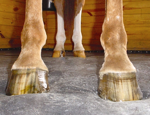 horse stall mat