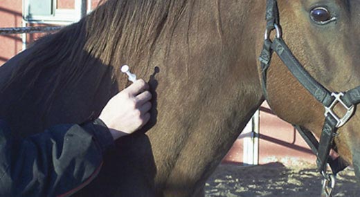 horse tetanus vaccination