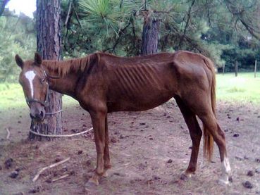 malnourished horse2