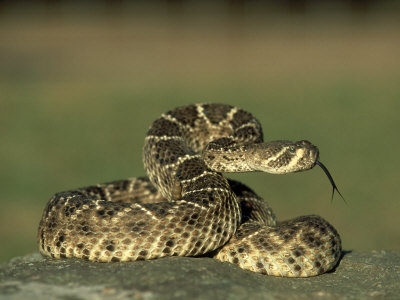 rattlesnake coiled